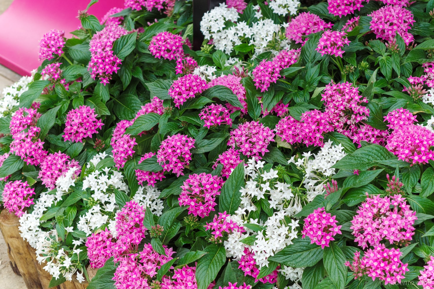 素敵な花