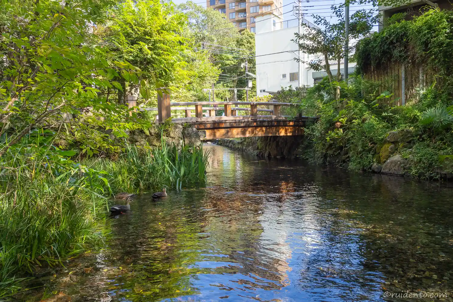 源兵衛川から見る橋