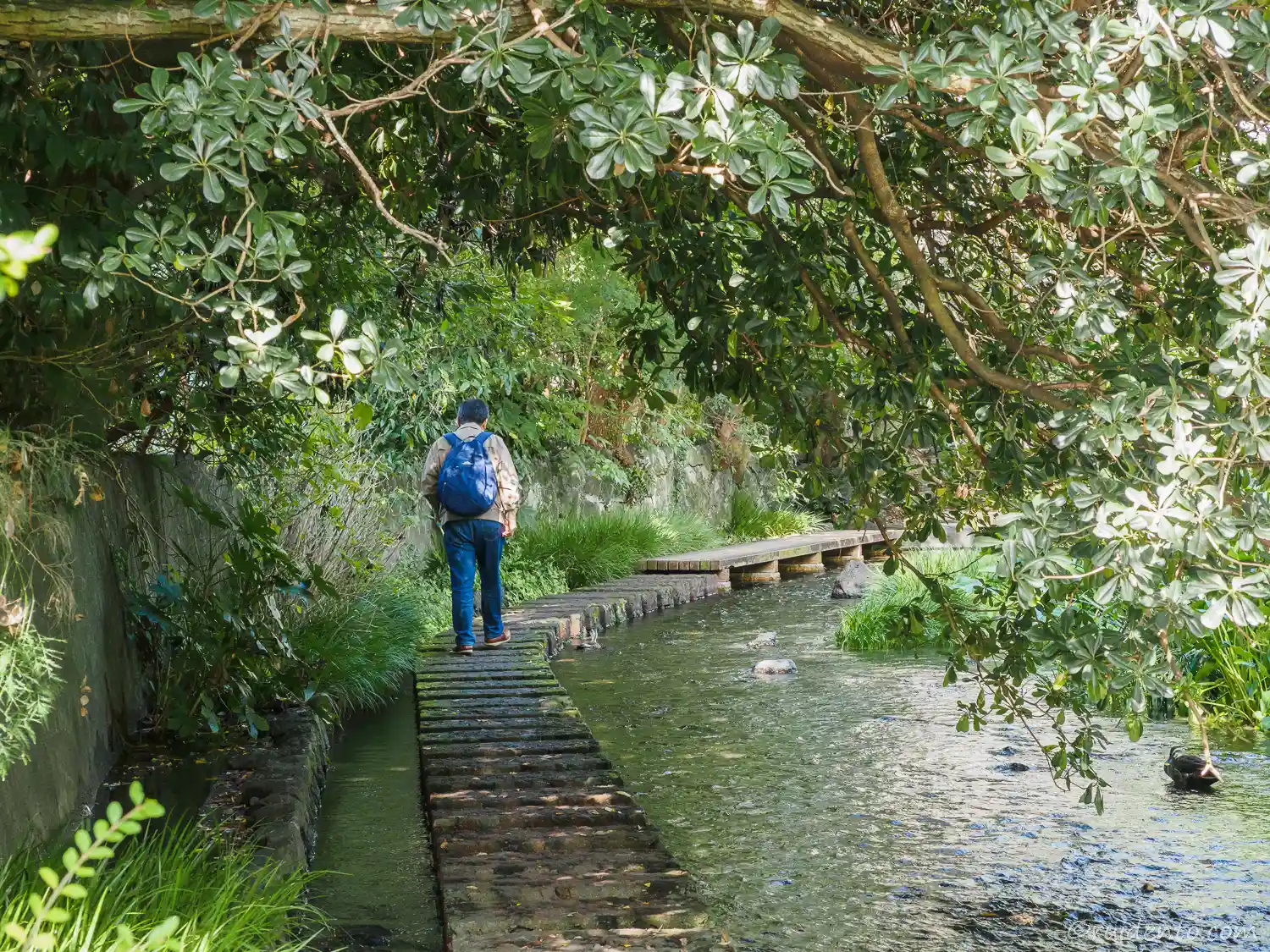 三島の源兵衛川とは？