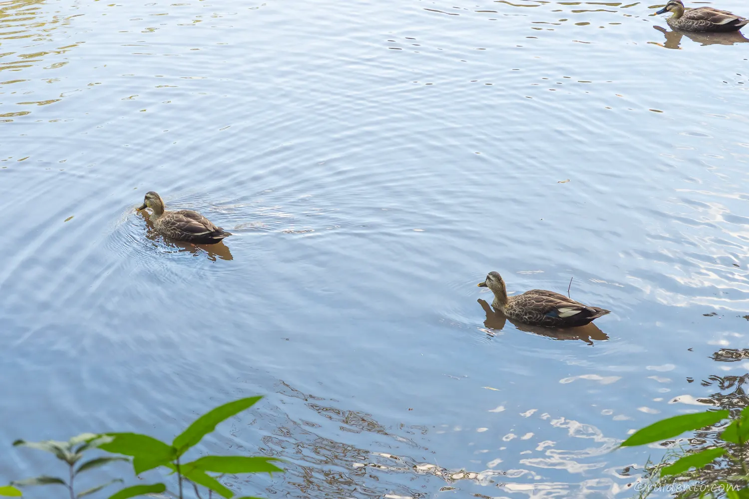 池のカモ