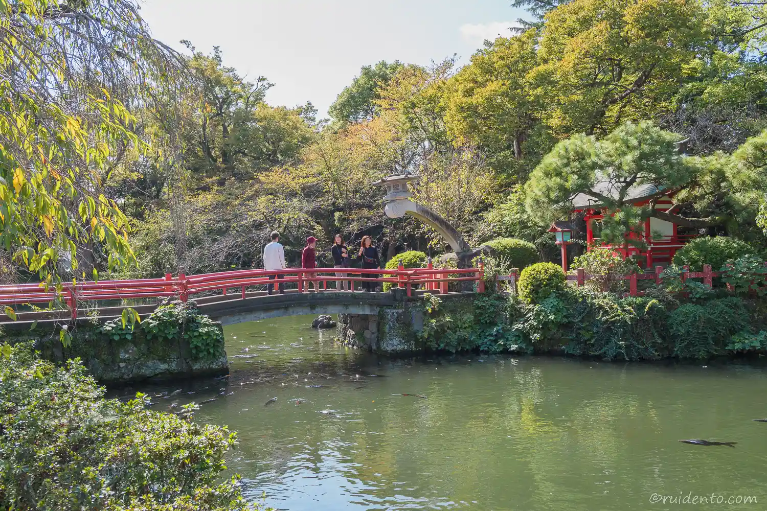 池には鯉が優雅に泳ぐ