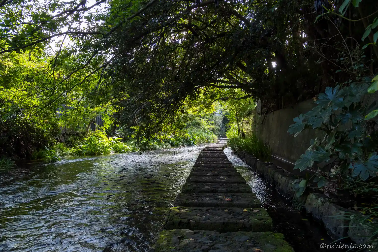 源兵衛川の石畳