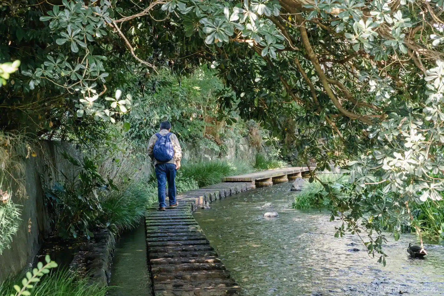 源兵衛川を散歩