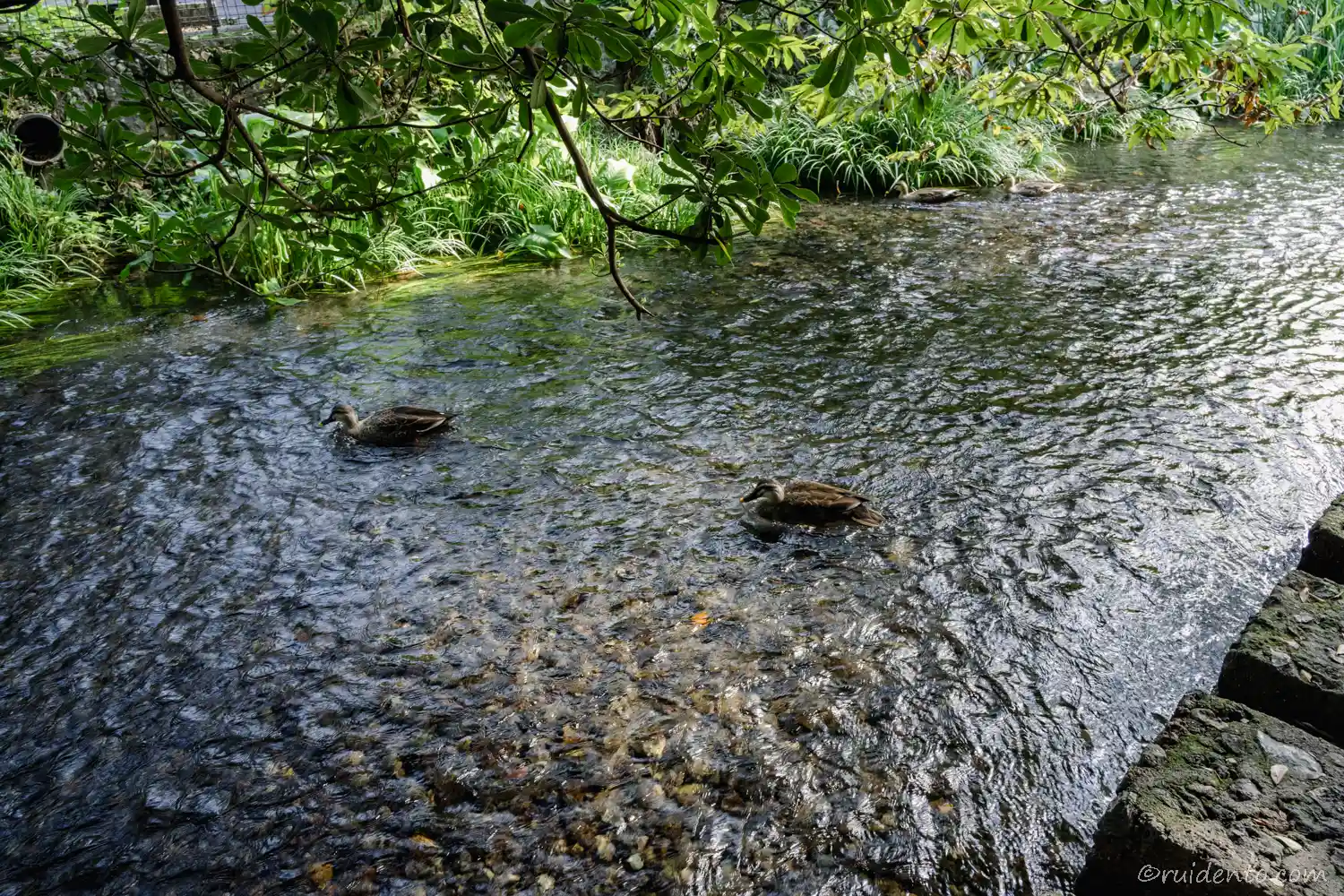 源兵衛川を泳ぐカモ