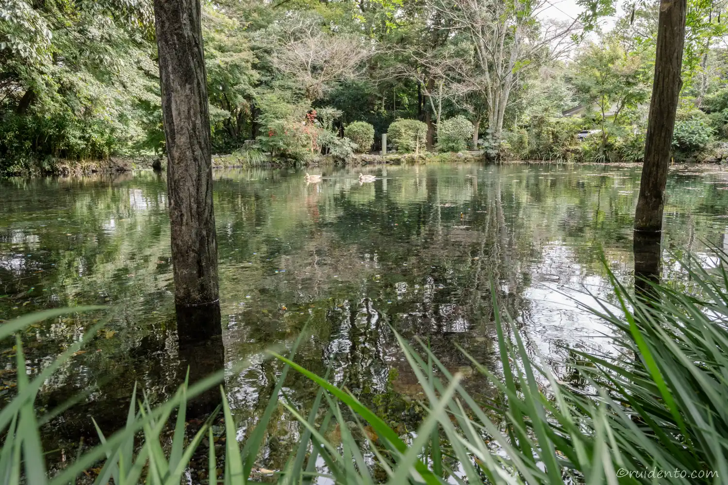 湧玉池とカモ