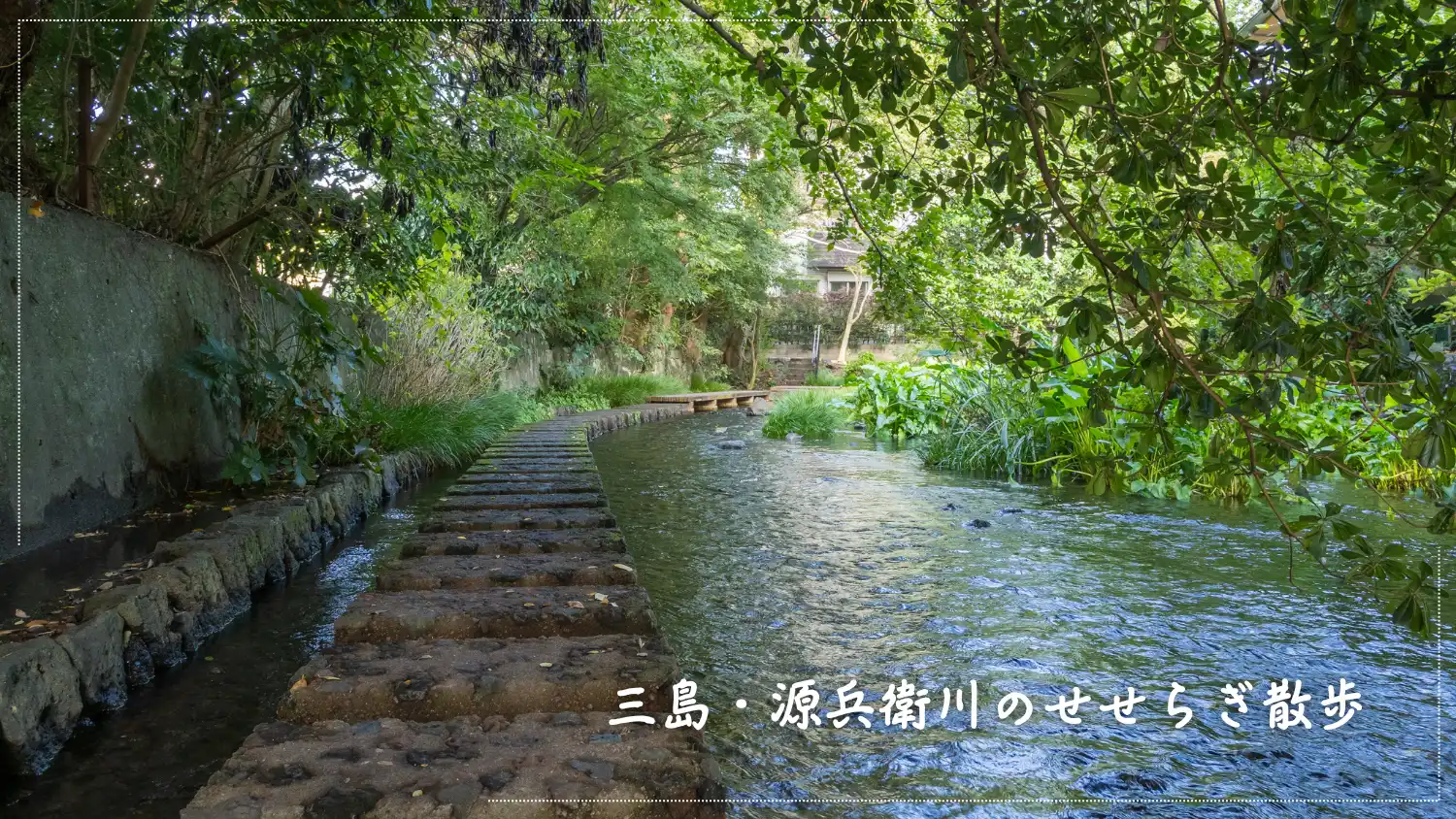 三島・源兵衛川のせせらぎ散歩が最高｜風情あふれる清流に癒される