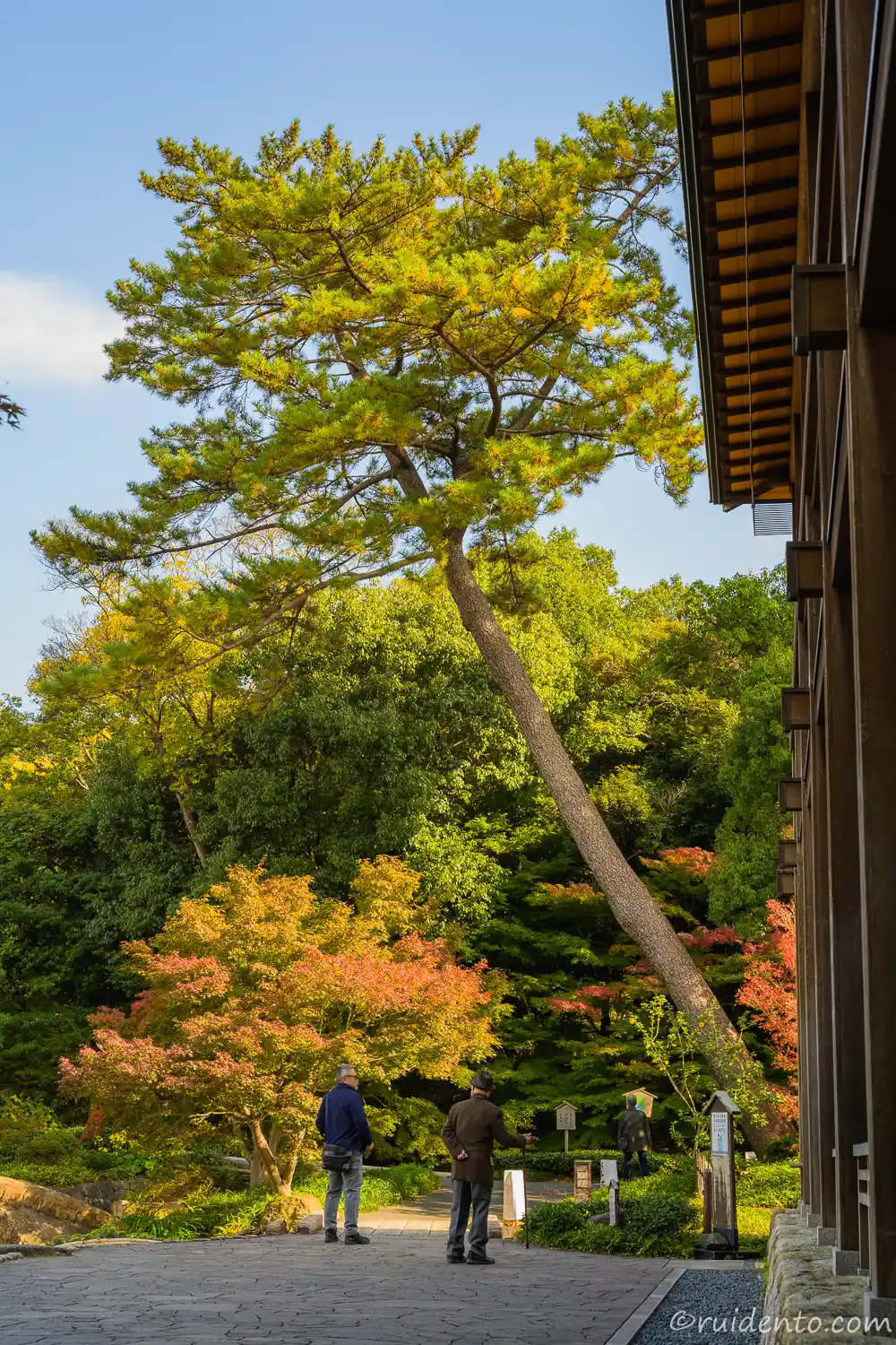モダンな建物と立派な木々