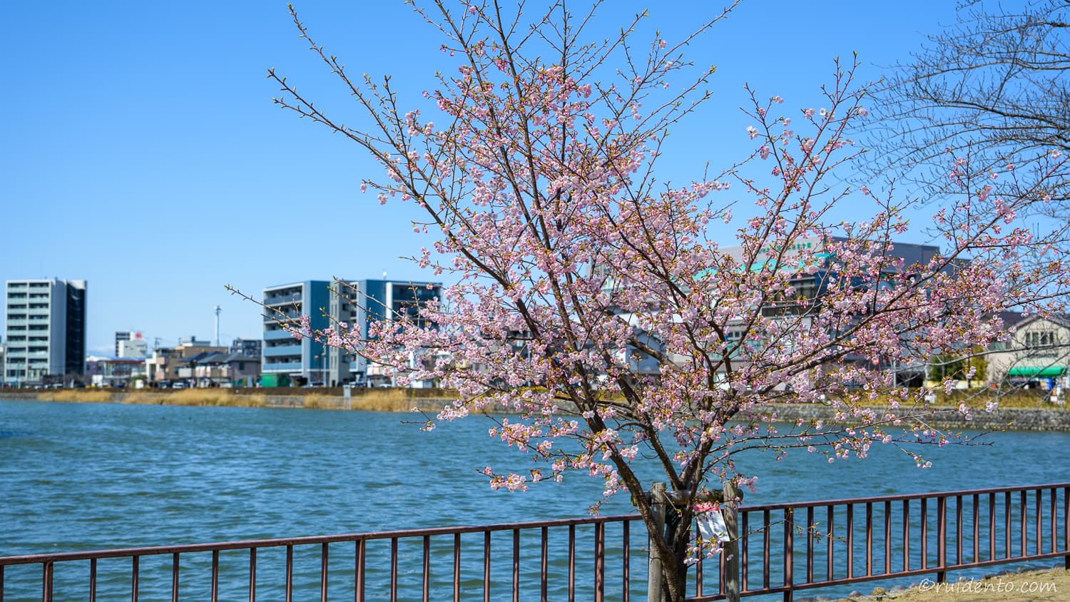 名城公園を散策しながらZ5IIと24-120mmで撮影してきた